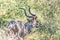 Greater kudu bull browsing on a bush