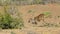 Greater kudu bull preparing to drink