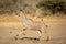Greater Kudu Bull running away from danger, Kruger Park