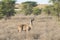 Greater Kudu bull, Tragelaphus strepsiceros, Kgalagadi Transfrontier Park, Northern Cape South Africa