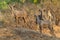 Greater Kudu bulls standing on termite mound