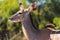 Greater kudu close up in Chobe Botswana Africa
