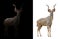 Greater kudu in the dark and white background