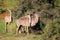 Greater Kudu females