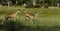 Greater kudu females running, Okavango