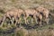 Greater Kudu Herd