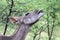 Greater Kudu or Koedoe Eating Thorn Tree Leaves