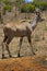 Greater Kudu, Kruger National Park
