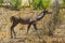 Greater Kudu, Kruger National Park