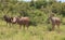 Greater Kudu in Kruger National Park