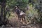 Greater Kudu, Kruger National Park, South Africa