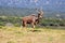 Greater Kudu male