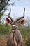 Greater Kudu Male (Tragelaphus strepsiceros)