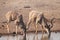 Greater kudu males drinking
