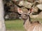 Greater kudu portrait