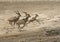 Greater Kudu running from a waterhole