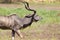 Greater Kudu, Selous Game Reserve, Tanzania