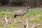 Greater Kudu, Selous Game Reserve, Tanzania