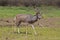 Greater Kudu, Selous Game Reserve, Tanzania