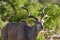 Greater kudu spiral-horned antelope