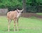 A Greater Kudu standing on the green grass