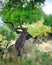 Greater Kudu (Tragelaphus strepsiceros)