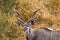 Greater kudu (Tragelaphus strepsiceros)