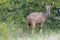 The greater kudu Tragelaphus strepsiceros adult female with a very small baby