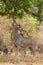 Greater Kudu (Tragelaphus strepsiceros) browsing