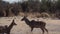 Greater kudu Tragelaphus strepsiceros in Etosha Nationalpark, Namibia, Africa