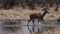 Greater kudu Tragelaphus strepsiceros in Etosha Nationalpark, Namibia, Africa