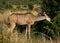 Greater kudu, Tragelaphus strepsiceros, female browsing