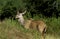 GREATER KUDU tragelaphus strepsiceros, MALE IN LONG GRASS, KENYA