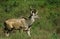 GREATER KUDU tragelaphus strepsiceros, MALE IN LONG GRASS, KENYA