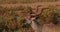 Greater Kudu, tragelaphus strepsiceros, Male standing in Bush, Samburu park in Kenya,