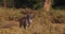 Greater Kudu, tragelaphus strepsiceros, Male standing in Bush, Samburu park in Kenya