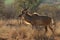 The greater kudu Tragelaphus strepsiceros is walking in savanna and bush with big horns