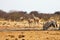 Greater kudu, Tragelaphus strepsiceros, at the waterhole Etosha, Namibia