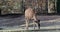 Greater kudu, Tragelaphus strepsiceros is a woodland antelope