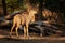 Greater Kudu - Tragelaphus strepsiceros woodland antelope found throughout eastern and southern Africa
