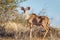 Greater kudu Tragelaphus strepsiceros, young male, Kalahari, Namibia.