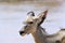 Greater kudu (Tragelaphus strepsicerus) female