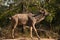 Greater Kudu Tragelapus strepsiceros bull 10823