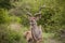 Greater Kudu Tragelapus strepsiceros bull 15208