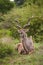 Greater Kudu Tragelapus strepsiceros bull 15209