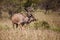 Greater Kudu Tragelapus strepsiceros bull 9861