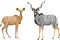 Greater kudu vector illustration