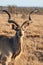 Greater Kudu walking across the savannah in the early morning light