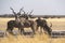 Greater Kudu at a waterhole