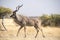 Greater Kudu at a waterhole